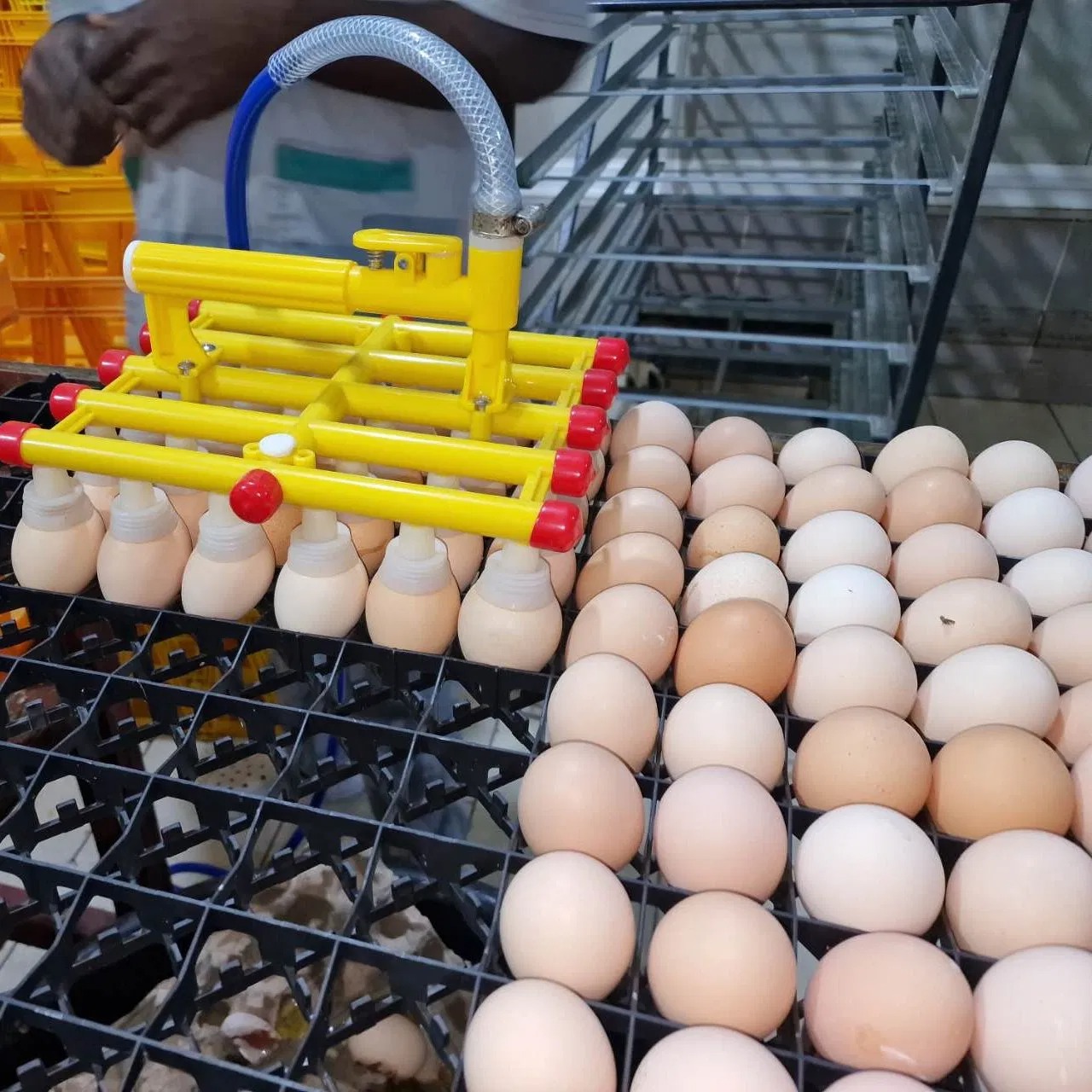 Intelligent Egg Incubator for Poultry Farming Equipment Fully Automatic Egg Turning and Temperature Control